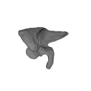 Scapula_Human Skeleton