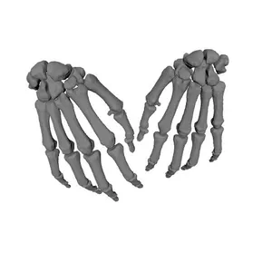 Wrist Bones Full Hand_Human Skeleton