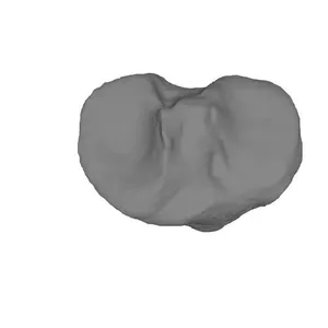 Tibia Left_Human Skeleton