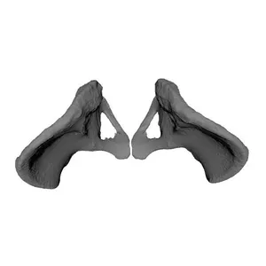 Pelvic_Human Skeleton