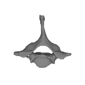 Spine_Human Skeleton