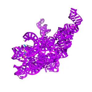Crystal structure of a bacterial RNase P holoenzyme in complex with TRNA and in the presence of 5' leader