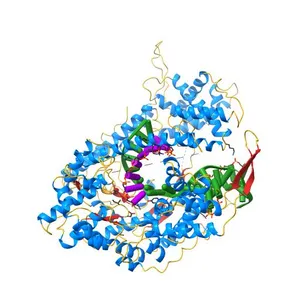 Structure of a T7 RNA polymerase elongation complex at 2.9A resolution