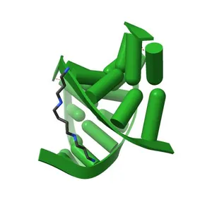 One Sugar Pucker Fits All: Pairing Versatility Despite Conformational Uniformity in TNA