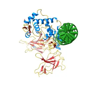 Structure of a domain-swapped FOXP3 dimer