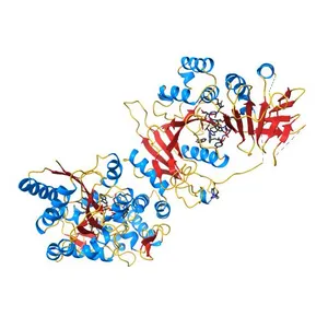 Crystal structure of a human Suppressor of fused (SUFU)-GLI1p complex