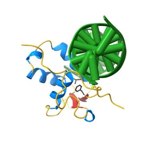 CO-CRYSTAL STRUCTURE OF THE HNF-3/FORK HEAD DNA-RECOGNITION MOTIF RESEMBLES HISTONE H5