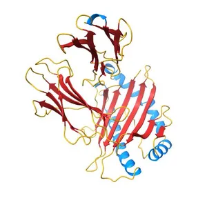 Structure of HLA-A2:01 with peptide G13E