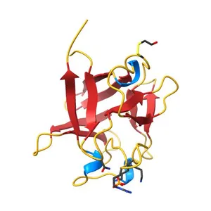 THE 154 AMINO ACID FORM OF HUMAN BASIC FIBROBLAST GROWTH FACTOR