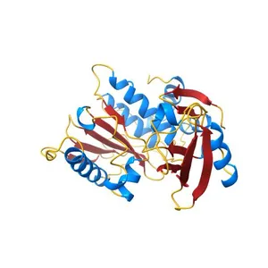 Crystal structure of human SENP1 mutant (C603S) in complex with SUMO-1