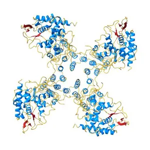 Crystal Structure of Influenza B Virus Nucleoprotein