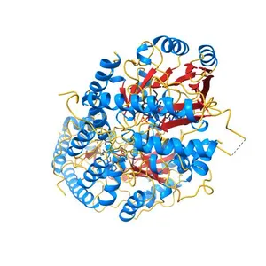 Crystal structure of the PLP-bound C-S lyase in the external aldimine form from Staphylococcus hominis complexed with an inhibitor, L-cycloserine.