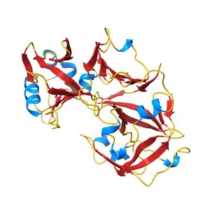 THE CRYSTAL STRUCTURE OF HUMAN PEPSIN AND ITS COMPLEX WITH PEPSTATIN