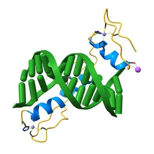 Crystal structure of human KLF4 zinc finger DNA binding domain in complex with NANOG DNA