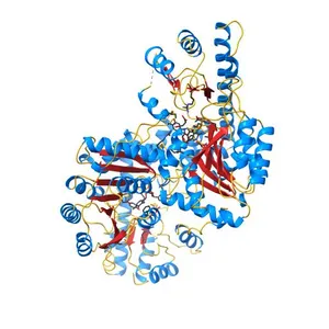 AROMATIC AMINO ACID AMINOTRANSFERASE COMPLEX WITH MALEATE
