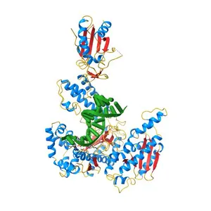 T7 DNA POLYMERASE COMPLEXED TO DNA PRIMER/TEMPLATE,A NUCLEOSIDE TRIPHOSPHATE, AND ITS PROCESSIVITY FACTOR THIOREDOXIN
