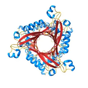 6-PYRUVOYL TETRAHYDROPTERIN SYNTHASE