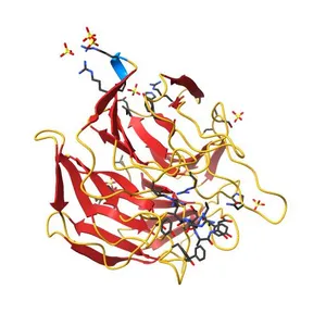 Crystal structure of the Keap1 protein in complexed with the N-terminal region of the Nrf2 transcription factor