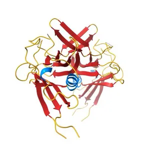 Crystal structure of Latency Associated Peptide unbound to TGF-beta1