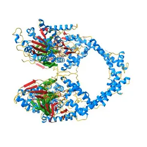 Human topoisomerase II beta in complex with DNA