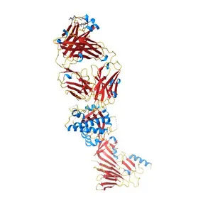 Prefusion RSV F monomer bound by neutralizing antibody CR9501
