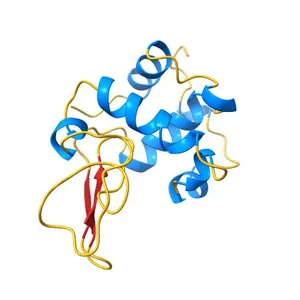 THE CRYSTAL STRUCTURE OF A MUTANT LYSOZYME C77(SLASH)95A WITH INCREASED SECRETION EFFICIENCY IN YEAST