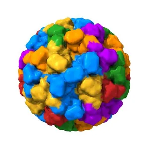 CRYSTAL STRUCTURE ANALYSIS OF NORWALK VIRUS CAPSID