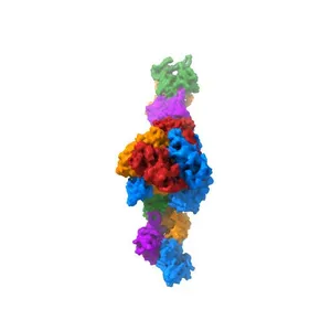 Single-particle Cryo-EM structure of Arp2/3 complex at branched-actin junction.