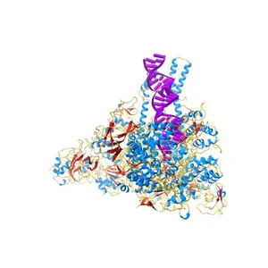 A mechanism for SARS-CoV-2 RNA capping and its inhibition by nucleotide analogue inhibitors