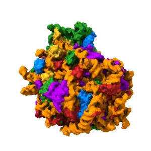 Structure of human ribosome in classical-PRE state