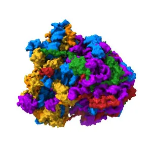 Crystal structure of Anisomycin bound to the yeast 80S ribosome