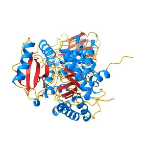 The structure of Halothiobacillus neapolitanus RuBisCo