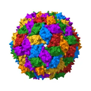 CryoEM structure of Leviviridae PP7 WT coat protein dimer capsid (PP7PP7-WT)
