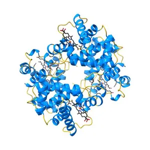 3.6 A structure of the human hemoglobin