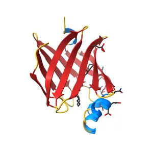 The 0.93 angstrom X-ray structure of the human heart fatty acid-binding protein complexed with myristic acid