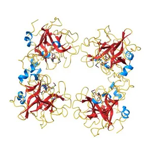 HUMAN BETA-TRYPTASE: A RING-LIKE TETRAMER WITH ACTIVE SITES FACING A CENTRAL PORE