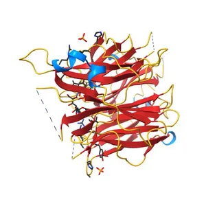 Human sialidase 2 in complex with 2,3-difluorosialic acid (covalent intermediate)