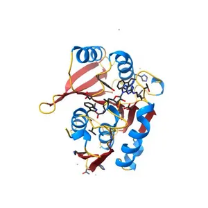 Human Methyltransferase-Like Protein 21A