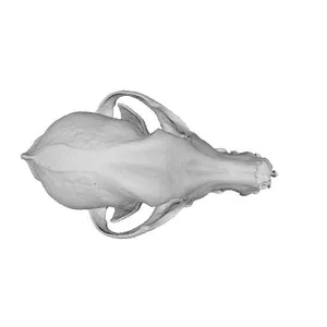 Dog Skull