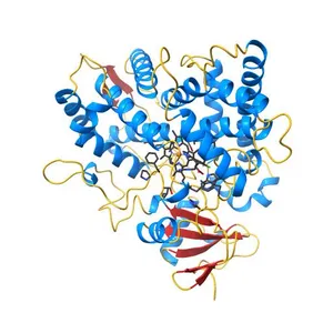 Structure of mammalian cytochrome P450 2B4 with bound 4-(4-chlorophenyl)imidazole