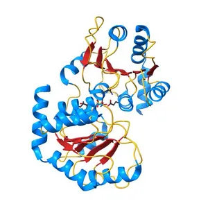 Crystal Structure of the UDPGA Binding Domain of the Human Phase II Metabolizing Enzyme UDP-Glucuronosyltransferase 2B10