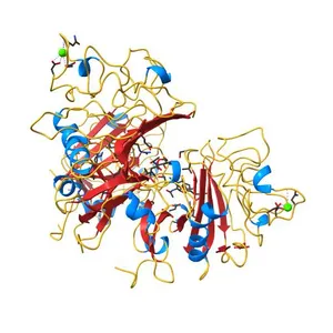 L-ficolin complexed to N-acetyl-D-glucosamine