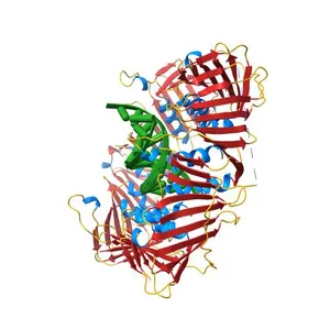 Eukaryotic Sliding Clamp PCNA Bound to DNA