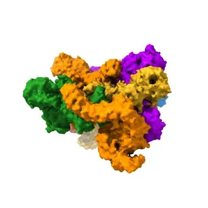 Cryo-EM structure of Saccharomyces cerevisiae TOROID (TORC1 Organized in Inhibited Domains).