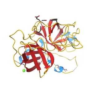 STRUCTURE OF MATURE HUMAN TISSUE KALLIKREIN (HUMAN KALLIKREIN 1 OR KLK1) AT 1.70 ANGSTROM RESOLUTION WITH VACANT ACTIVE SITE