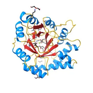Crystal structure of a class II phospholipase D from Loxosceles intermedia venom