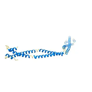 Crystal Structure of the coiled-coil surrounding Skip 4 of MYH7