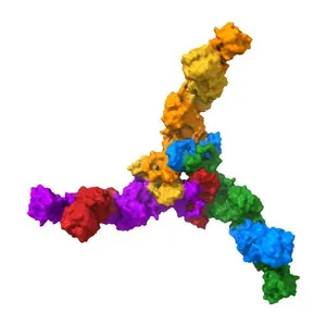 Clostridium botulinum Hemagglutinin