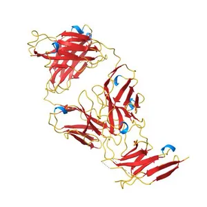 Human PD-1 ectodomain complexed with Pembrolizumab Fab