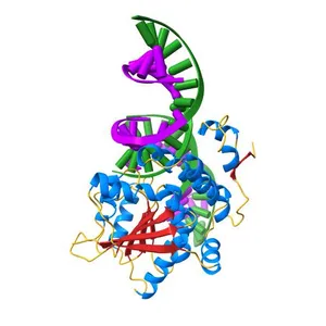 Mss116p DEAD-box helicase domain 2 bound to a chimaeric RNA-DNA duplex